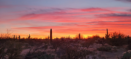 Saguaro-National-Park-East-2022-12-31