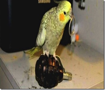 yellow-bird-grenade