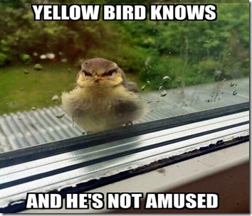 yellow-bird-knows